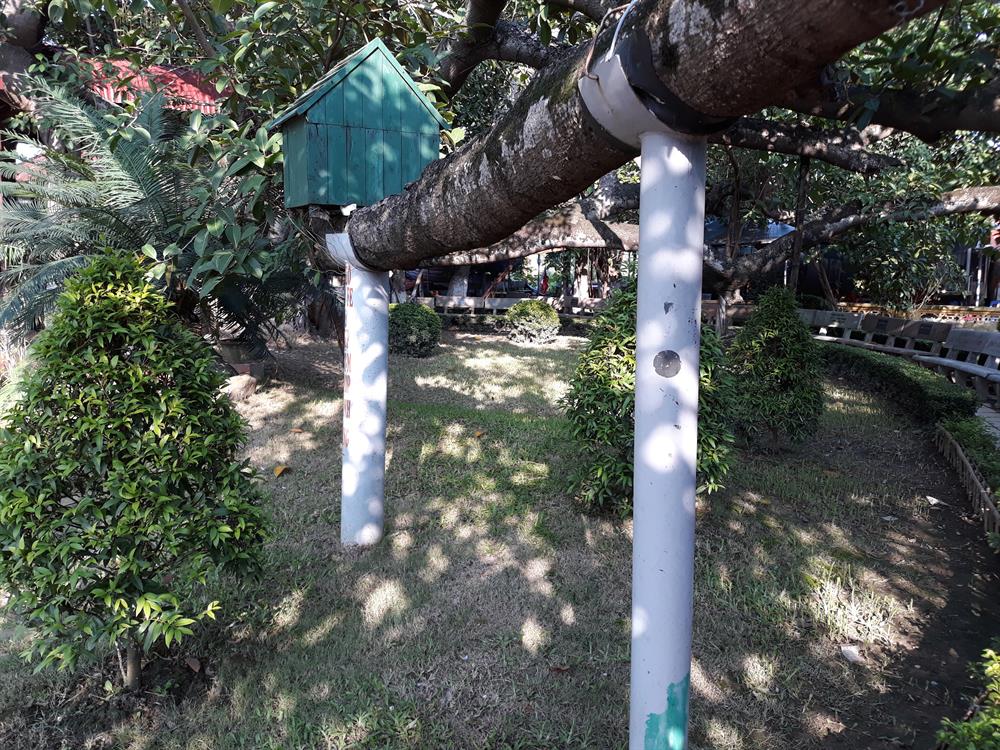 Ban quản lý di tích và chính quyền địa phương đã sử dụng nhiều cách để chăm socsa, bảo tồn cây, giúp cây chống chọi được với gió bão