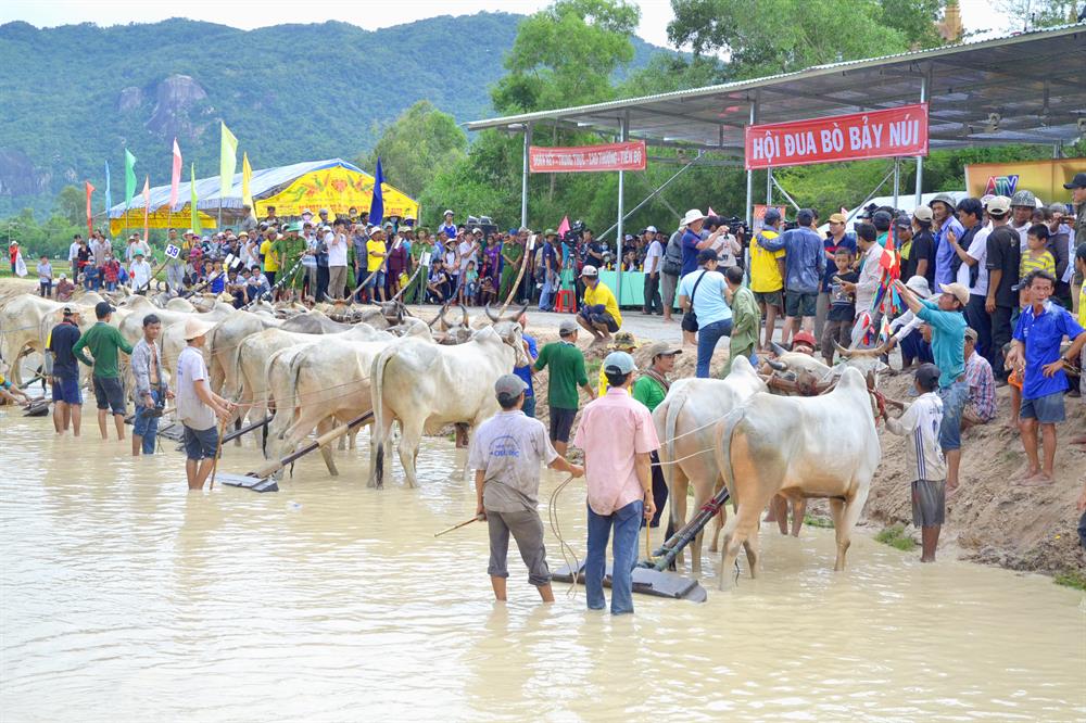 Hội đua bò Bảy Núi tranh cúp Truyền hình An Giang lần thứ 24/2017 thu hút 64 đôi bò trong và ngoài tỉnh tranh tài tại sân đấu huyện Tri Tôn (Ảnh: Lục Tùng)