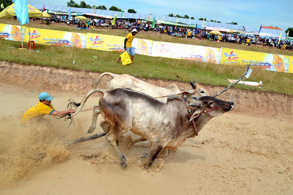 Tăng tốc, một trong những hình ảnh sống động, đặc trưng của đua bò Bảy Núi.
