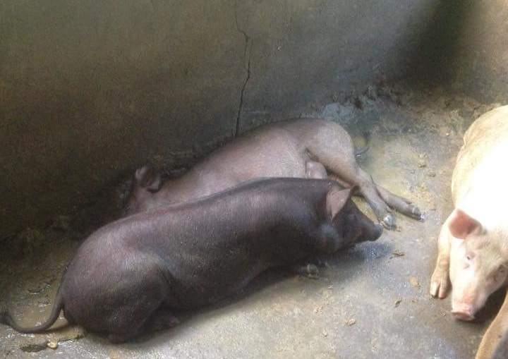 Công sức bỏ ra chăn nuôi lợn của gia đình ông L tan biến chỉ trong một đêm - Ảnh CTV