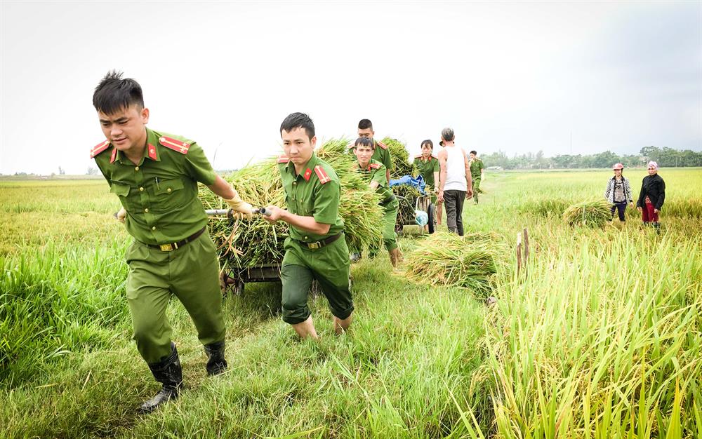 Đoàn viên khối lực lượng vũ trang giúp dân gặt lúa chạy bão số 10. Ảnh: PV
