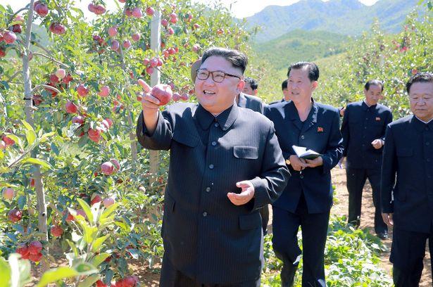Những bức ảnh do truyền thông Triều Tiên công bố mới đây cho thấy ông Kim Jong-un tươi cười trong khi thăm một vườn táo ở Triều Tiên. Ảnh: Reuters