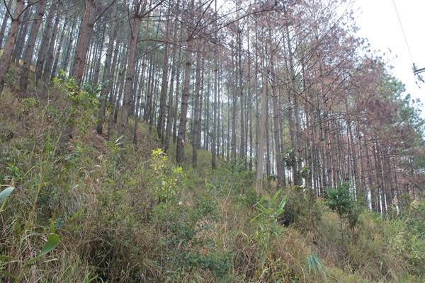 Hàng trăm cây thông bị đầu độc- vị trí cạnh trạm Đội Quản lý bảo vệ rừng số 4 thuộc Ban quản lý bảo vệ rừng phòng hộ Nam Ban,  sát tỉnh lộ 725 (nối thành phố Đà Lạt - Lâm Hà) cách đây 1 năm.