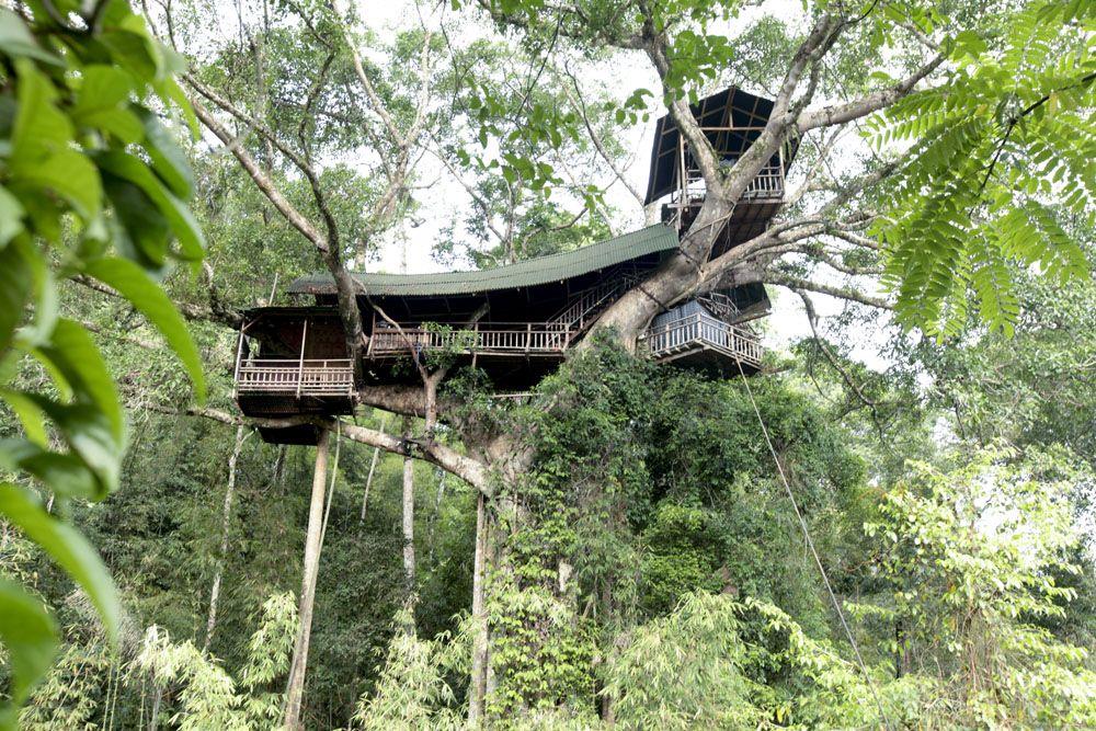 Khách sạn trên cây Gibbon Experience, Lào là một địa điểm tuyệt vời để ngắm nhìn động vật hoang dã gần đó. Bạn cũng có thể treo trên sợi cáp treo băng qua những cánh rừng rậm để di chuyển từ tòa nhà này sang tòa nhà khác.
