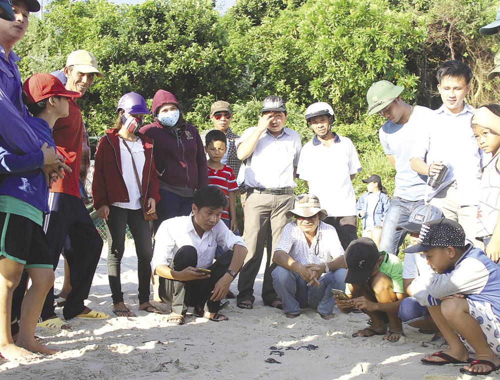 Không chỉ các chuyên gia, cán bộ kỹ thuật mà hầu hết người dân xã đảo Tân Hiệp đều mong muốn rùa biển quay về sinh sản tại biển Cù Lao Chàm. Ảnh: Lam Phương