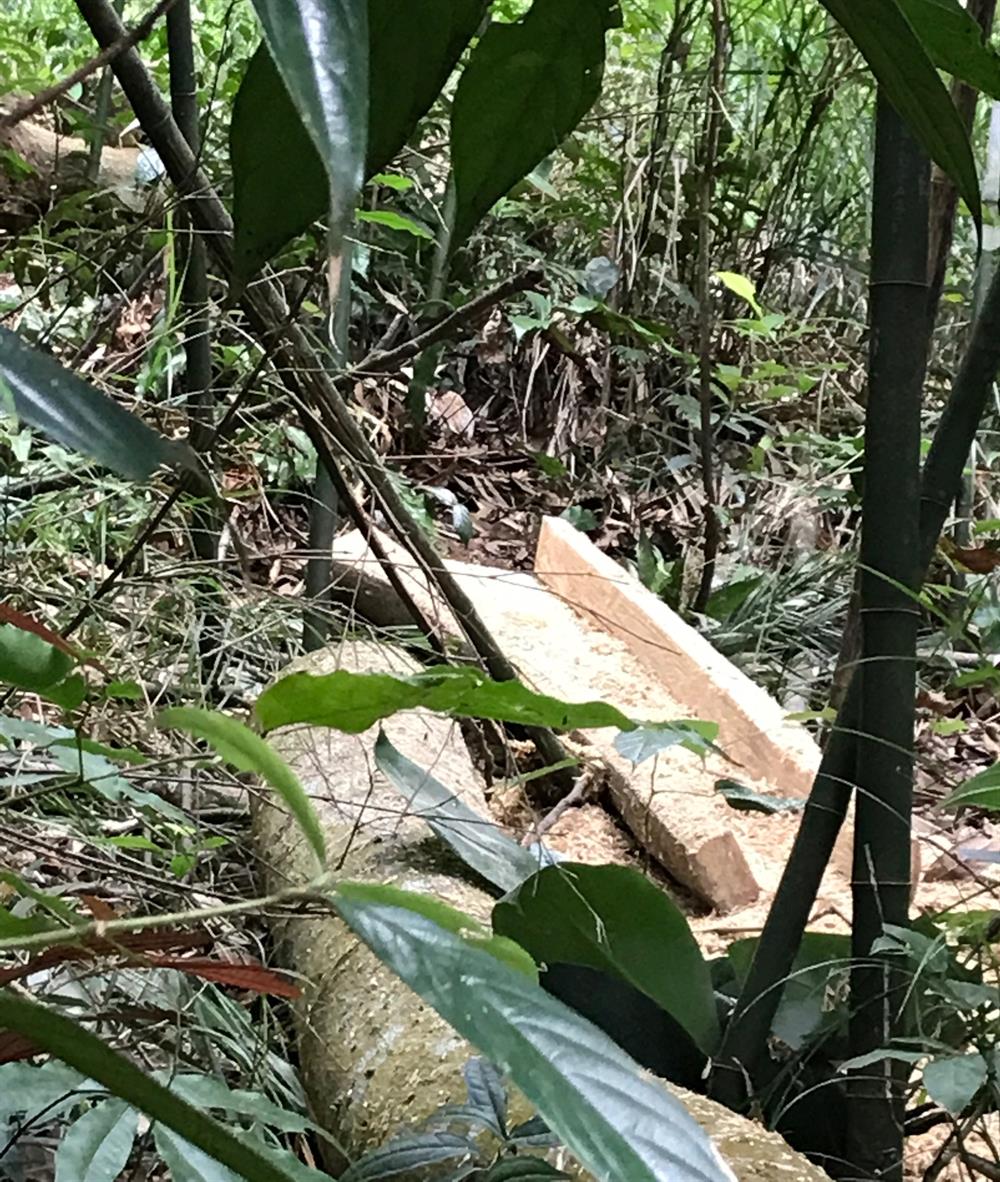 Lâm tặc đem cả cưa máy vào cắt và xẻ gỗ ngay trong rừng. Ảnh: Nguyễn Hùng