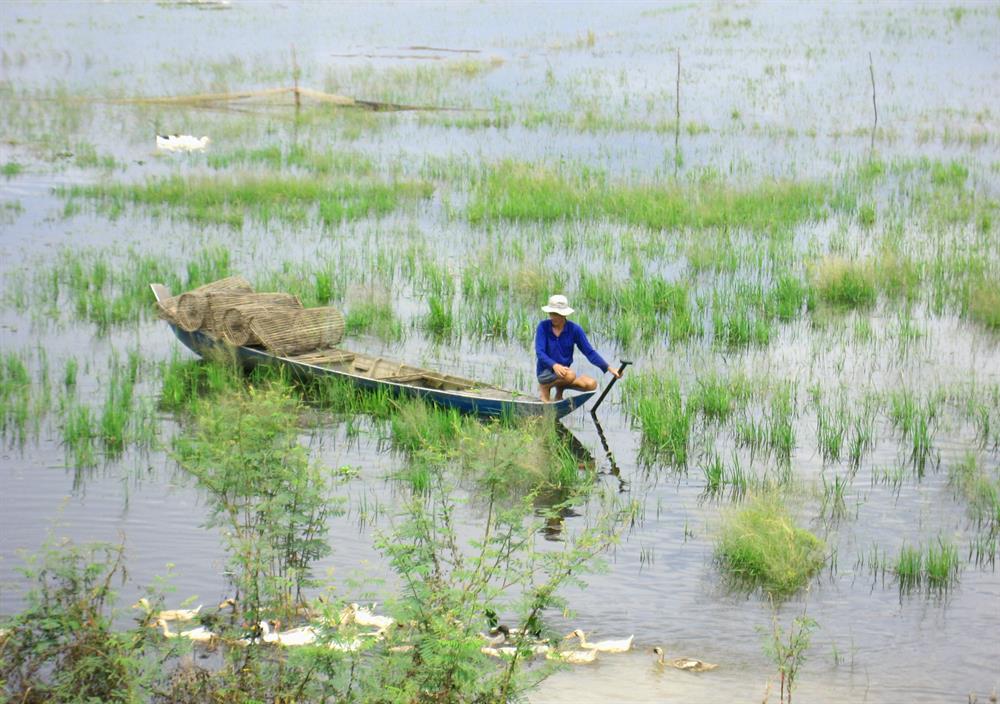Đánh bắt cá bằng lọp trên cánh đồng huyện Hồng Ngự.