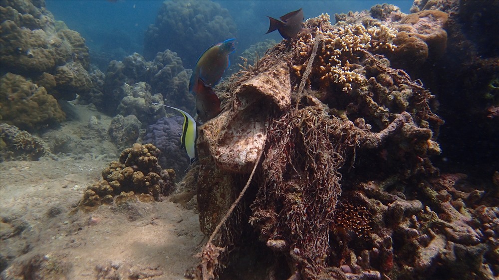 Rạn san hô dưới đáy biển Nha Trang bị chết khá nhiều và khó phục hồi. Hàng ngày, những rạn san hô còn sống đang phải “chống chọi” với rác thải.