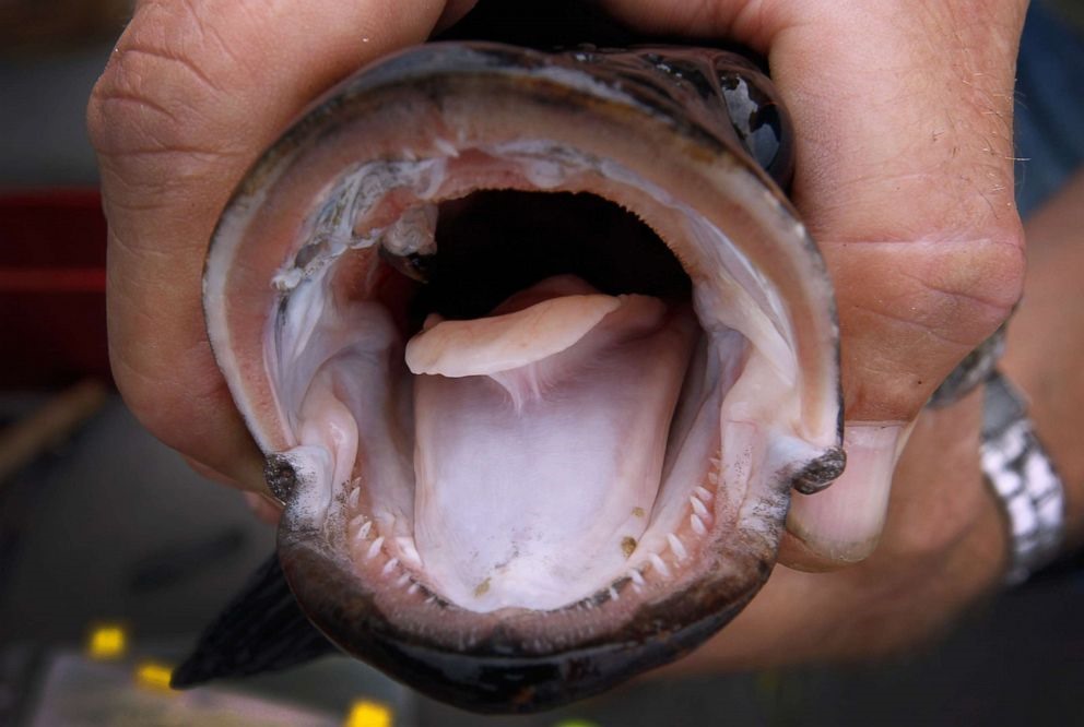 Loại cá chuối này thậm chí có thể ăn thịt những sinh vật lớn hơn. Ảnh: Joe Raedle/Getty Images.