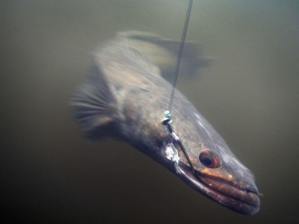 Cá chuối phương Bắc có nguồn gốc từ lưu vực sông Dương Tử, Trung Quốc. Ảnh: Joe Raedle/Getty Images.