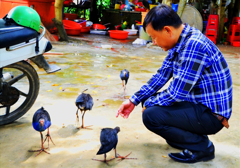 Vừa thấy chủ về đến nhà, 4 chú chim ùa đến quấn quýt... Ảnh: Lục Tùng