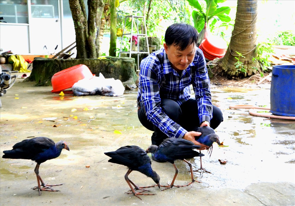 HIện 4 con chim trích sống tự do thân thiện với gia đình thầy giáo Tuấn. Ảnh: Lục Tùng