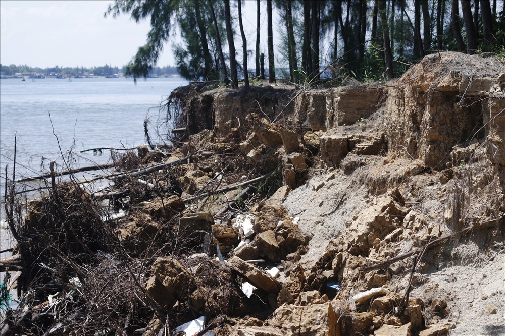 Từng khối đất dần dần bị những con sóng nuốt chuẩn khiến hàng trăm cây thông không bám trụ được, nằm la liệt trên mép bờ biển Ảnh: Thanh Chung