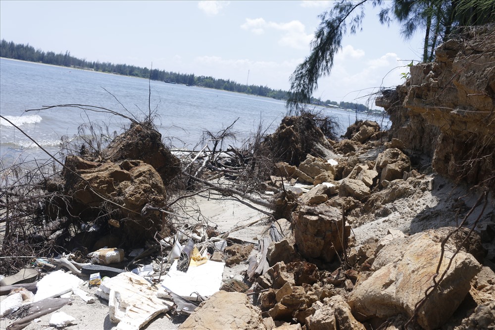 “Rừng thông này là khu rừng phòng hộ. Hiện tại, thành phố cũng đang chờ dự án đầu tư chống sạt lở của tỉnh để sớm chấm dứt tình trạng rừng thông bị sóng biển tàn phá như thời gian qua“, ông Hùng cho hay Ảnh: Thanh Chung