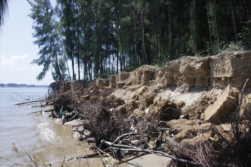 Những năm trở lại đây, rừng thông ven bờ Cửa Đại (TP.Hội An, tỉnh Quảng Nam) đang trong tình trạng báo động khi mỗi ngày chịu sóng biển đánh Ảnh: Thanh Chung