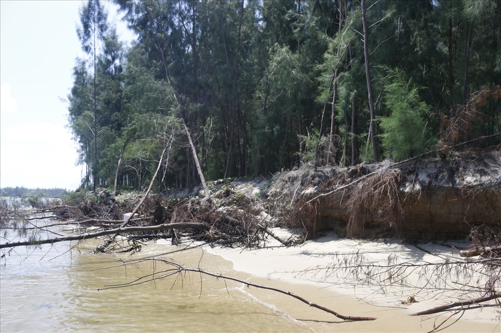 Những cây thông nằm la liệt ven bờ biển Cửa Đại Ảnh: Thanh Chung