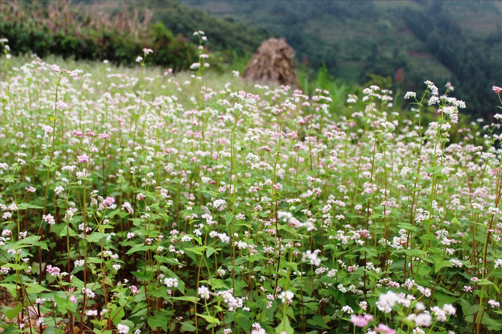 Hà Giang đẹp, vẻ đẹp ấy còn ở những cung đường uốn lượn, hoa tam giác mạch đang mùa nở rộ.