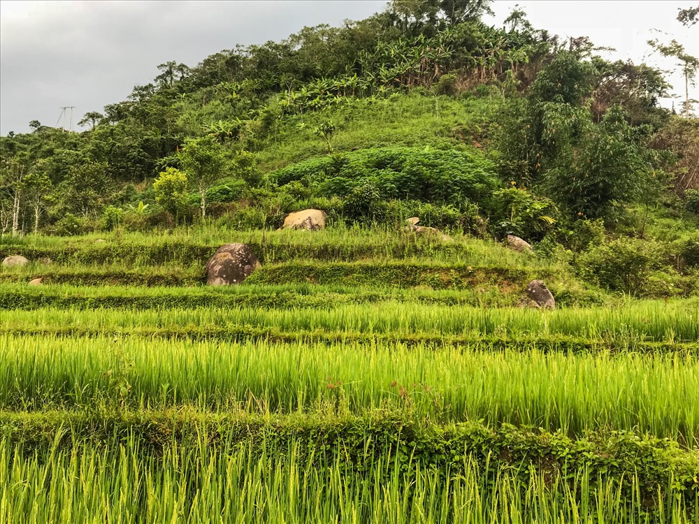 Những thửa ruộng bậc thang tuyệt đẹp của người đồng bào Cơ Tu.