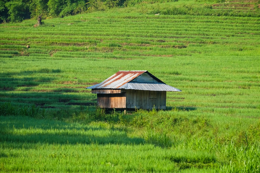 Những căn nhà nhỏ mọc lên giữa những cánh đồng ruộng bậc thang tạo nên khung cảnh nên thơ.