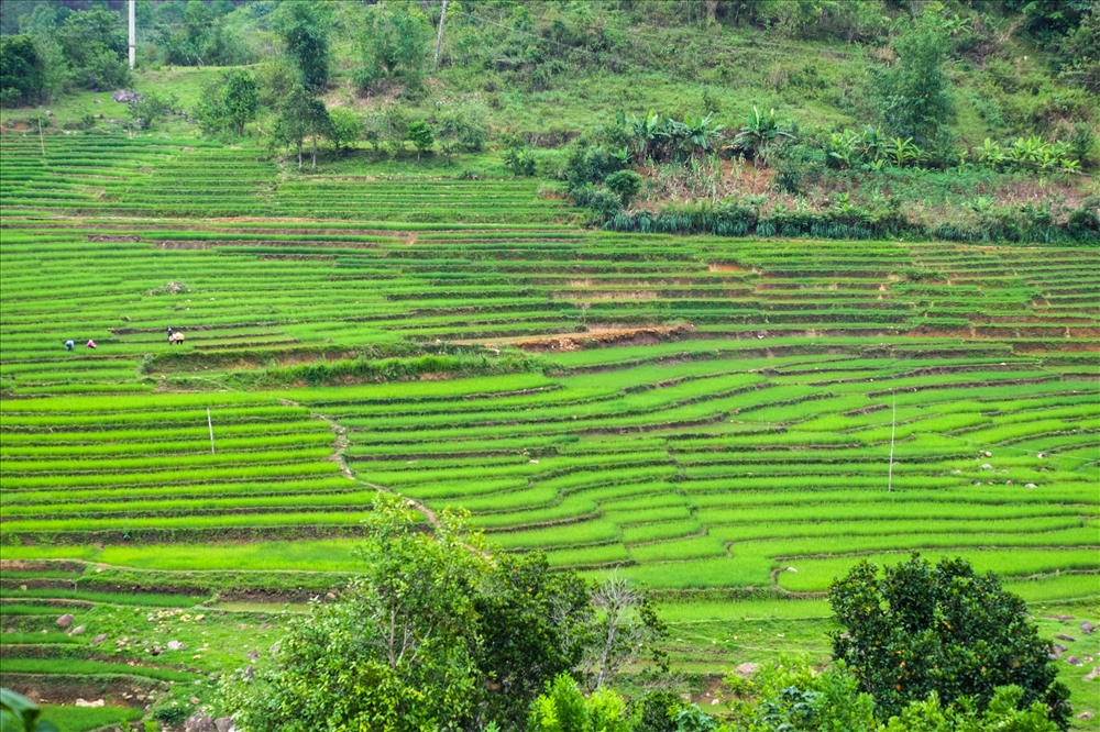 Đây là điểm tham quan lý tưởng cho du khách, nếu bạn là người thích khám phá, hãy làm một cuộc hành trình về với ruộng bậc thang của tỉnh Quảng Nam.