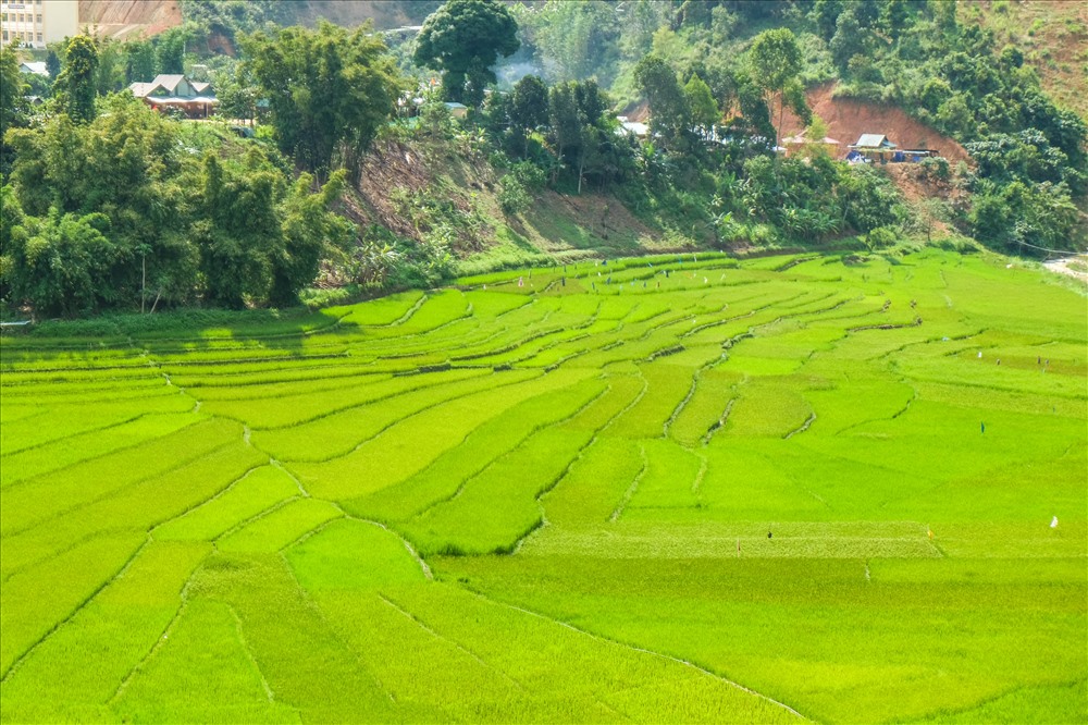 Có thể kể đến những thửa ruộng bậc thang Chuôr của đồng bào Cơ Tu nằm ngay giữa trung tâm xã Axan.