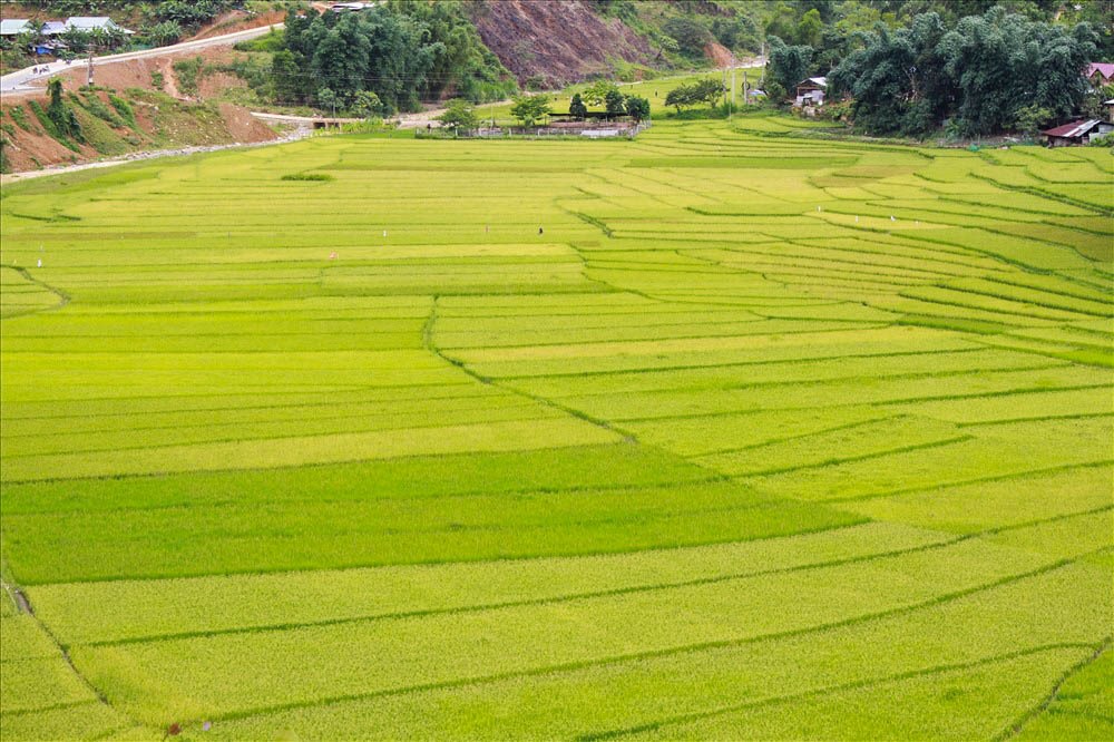 Đến với ruộng Chuôr, các du khách sẽ được chiêm ngưỡng những thửa ruộng bậc thang đã có từ hàng trăm năm giống như những bức tranh phong cảnh khổng lồ với những đường nét mềm mại đầy màu sắc luôn thay đổi vào từng thời điểm khác nhau trong cùng một ngày.