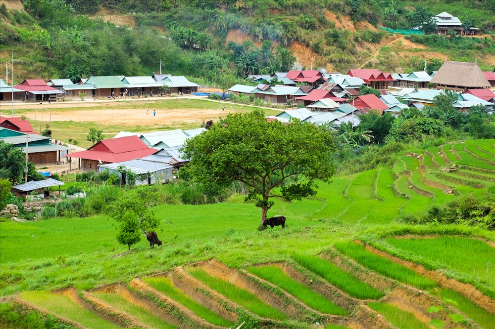 Cũng trên cung đường này dẫn về 2 xã vùng biên Ga Ri và Ch’Ơm của huyện Tây Giang (tỉnh Quảng Nam) du khách còn bắt gặp hàng chục ruộng bậc thang tuyệt đẹp.