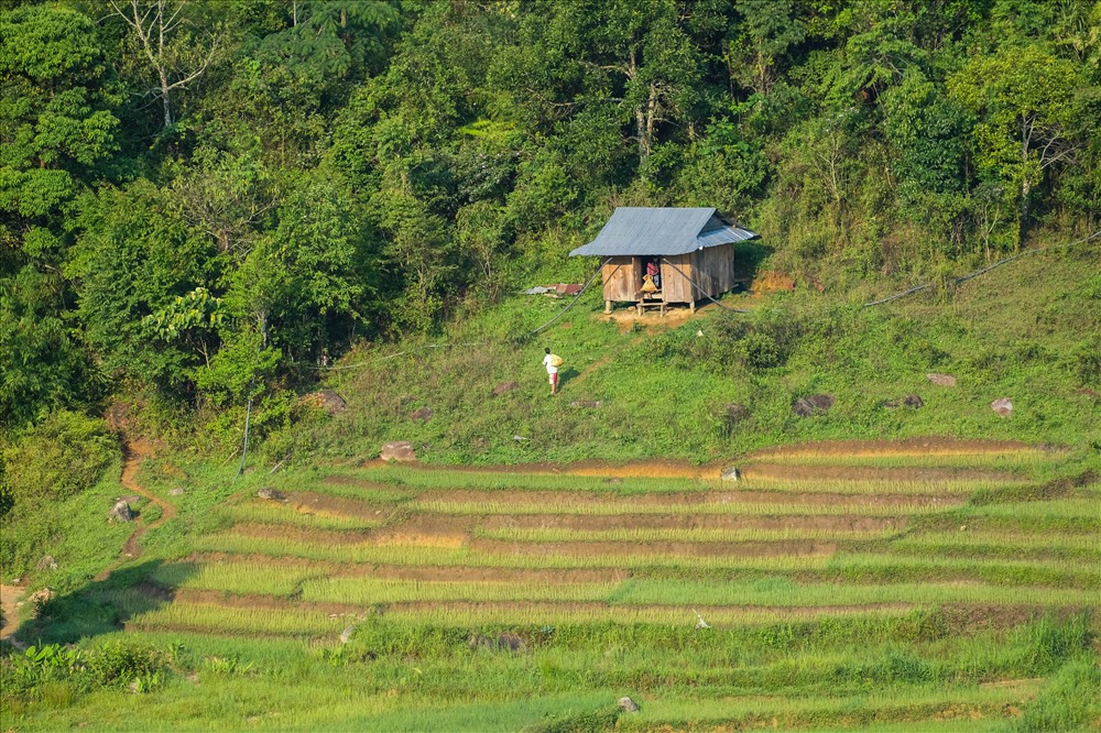 Một căn nhà của người đồng bào Cơ Tu trên sườn núi gần với những ruộng bậc thang.