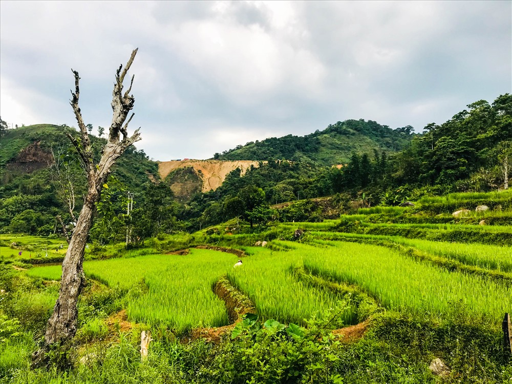 Ruộng bậc thang ở vùng cao Quảng Nam không quy mô như các tỉnh vùng Tây Bắc nước ta do điều kiện địa lý.