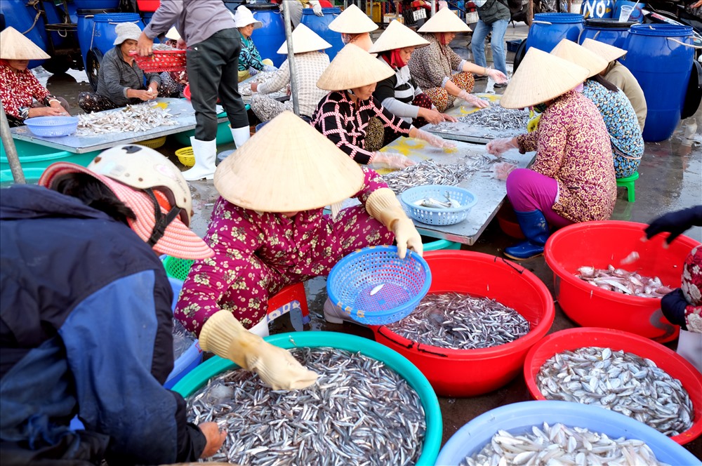 Phân loại cá trong chợ.