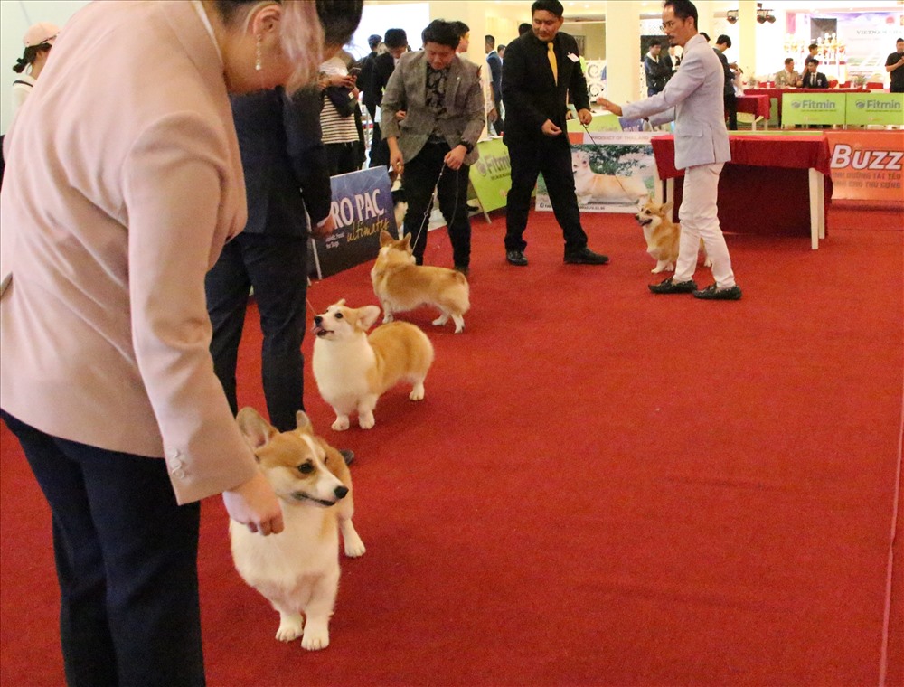 Ban giám khảo sẽ trao giải nhất, nhì ba cho chú chó đẹp nhất ở từng giống chó,  từng nhóm chó - Ảnh: Đình Trọng
