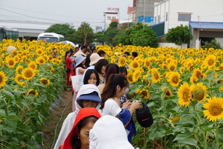 Rất đông người dân và bạn trẻ đến tham quan, chụp ảnh vườn hoa hướng dương - ảnh HH