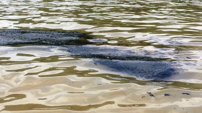 Nhiều vệt dầu loang do rò rỉ từ tàu bị chìm đã xuất hiện trên mặt sông Lòng Tàu ngày 19.10.  Ảnh: Ngô Bình