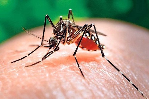 Cách tốt nhất để phòng tránh sốt xuất huyết là tránh để bị muỗi đốt