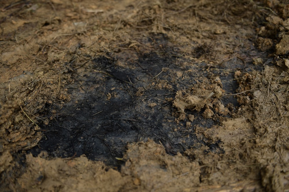 Ao bị ô nhiễm do dầu thải đổ trộm được nạo vét vẫn còn bốc mùi nồng nặc, váng dầu đọng trên mặt nước.
