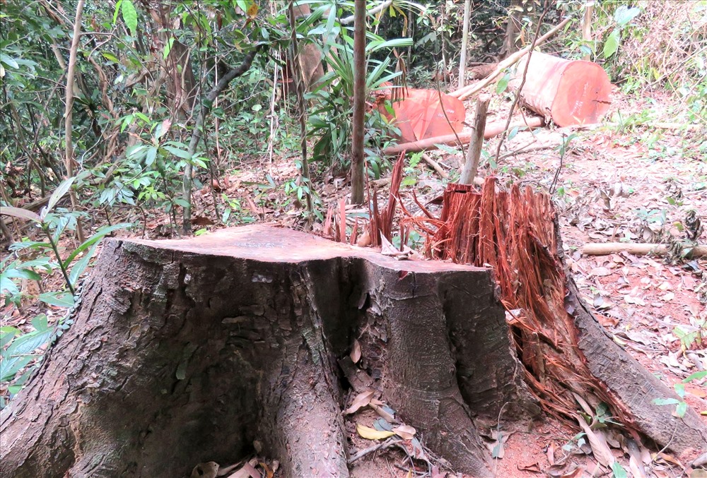 Một lượng lớn gỗ quý bị khai thác trái phép. Ảnh: CTV