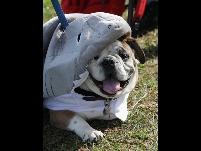 Bé cún Bulldog với ước mơ được thử làm cá mập một lần.