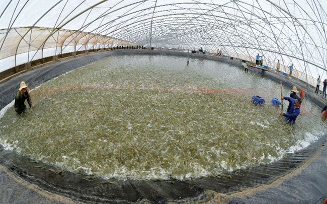Thu hoạch tôm nuôi theo mô hình công nghệ cao tại Bạc Liêu (ảnh Phan Thanh Cường)