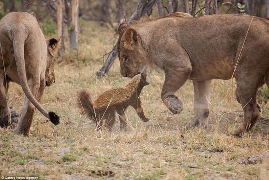 Khám phá thế giới động vật: Sứa tự hồi sinh, lửng mật không ngán sư tử