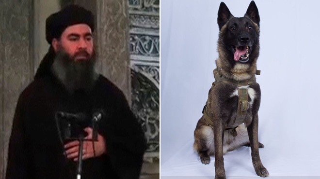 Chú chó nghiệp vụ tham gia cuộc đột kích tiêu diệt thủ lĩnh IS al-Baghdadi. Ảnh: Sky News