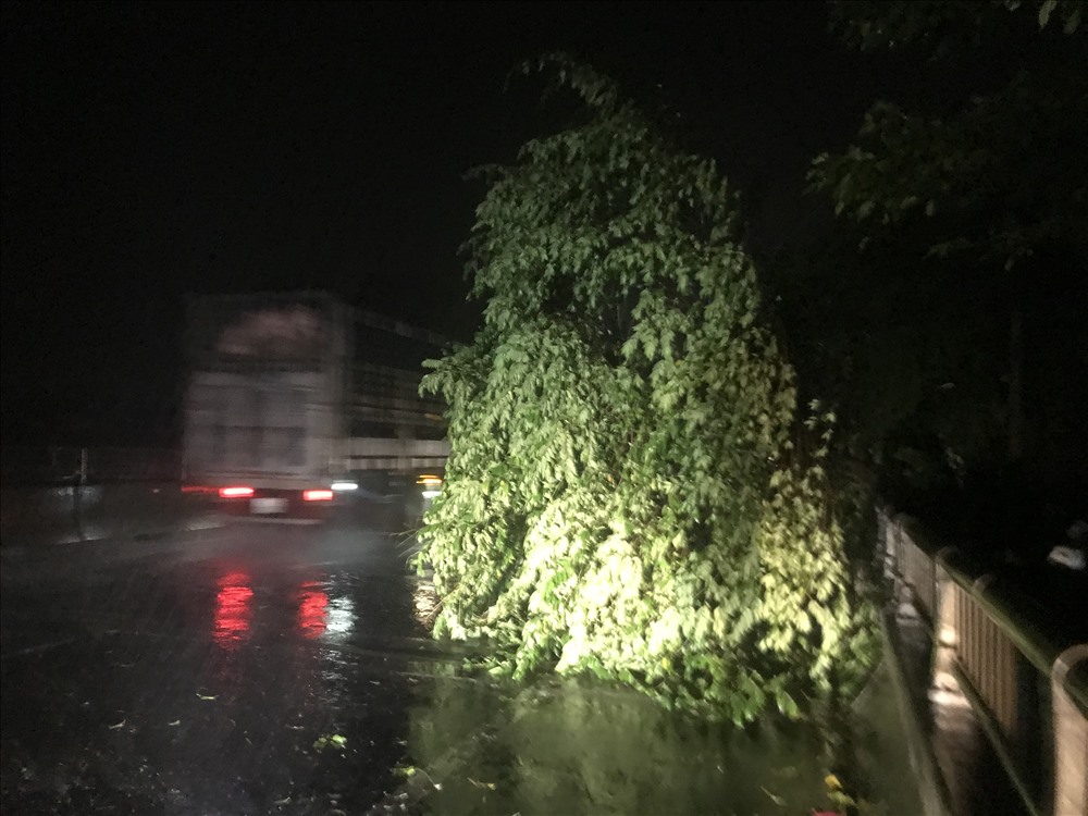 Tối ngày 30.10,  gió thổi mạnh khiến nhiều cây cối nằm ngang giữa các con đường gây mất an toàn giao thông. Ảnh: T.C