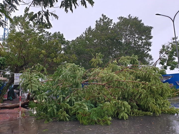 Trước đó, chiều ngày 30.10, tại đất liền tỉnh Quảng Ngãi, trời bắt đầu xuất hiện mưa nặng hạ kèm gió mạnh khiến nhiều cây xanh bị gió đánh ngã, nằm la liệt chắn ngang các tuyến đường ở thành phố Quảng Ngãi. Anh: Thanh Chung