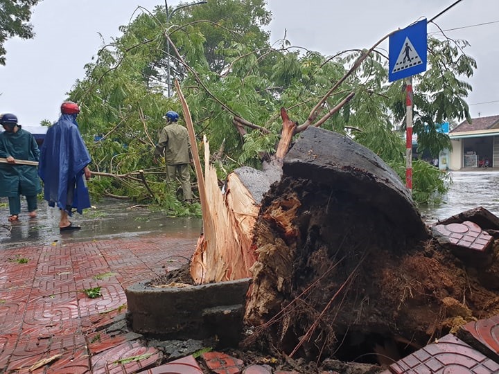 Một cây to bị gió thổi bật gốc tại xã Tịnh Khê, TP.Quảng Ngãi. Ảnh: Thanh Chung
