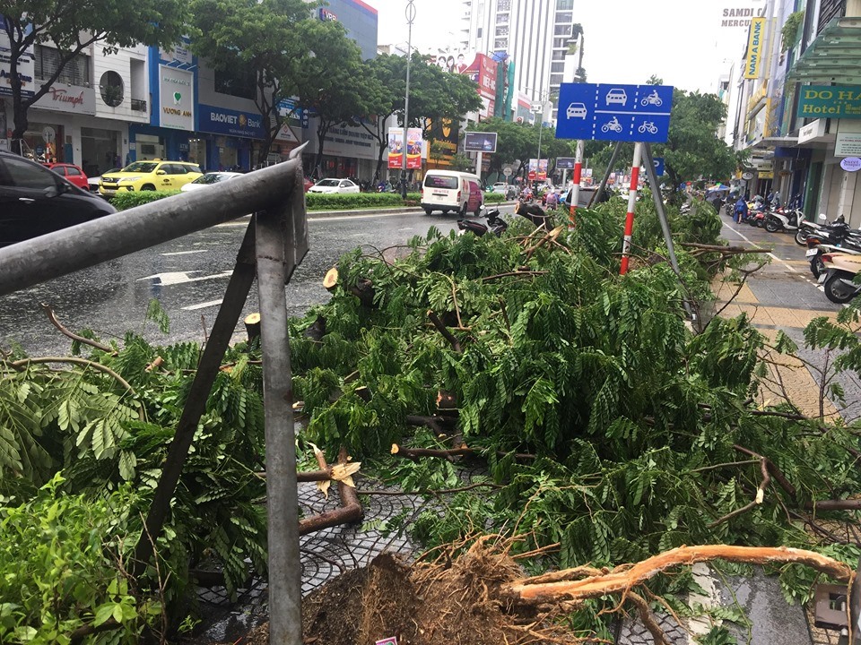 Mưa to và gió lớn đã làm bật gốc cây xanh trên đường Nguyễn Văn Linh (TP Đà Nẵng).
