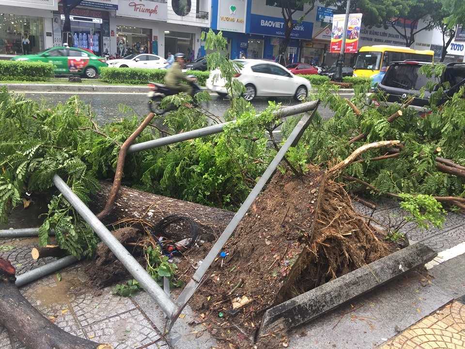 Dù được chèn chống cẩn thận nhưng các cây xanh cũng bị ngã đổ do ảnh hưởng của mưa bão số 5.