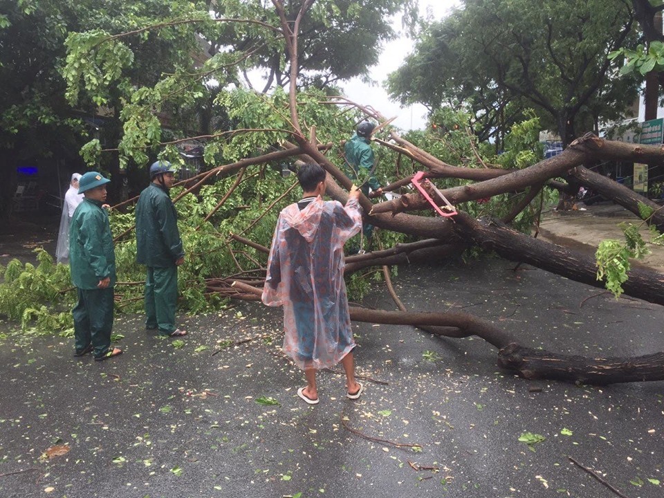Lực lượng Dân quân tự vệ và các nhân viên của Cty cây xanh Đà Nẵng... đã tiến hành dọn dẹp các cây bị gió làm ngã đổ.