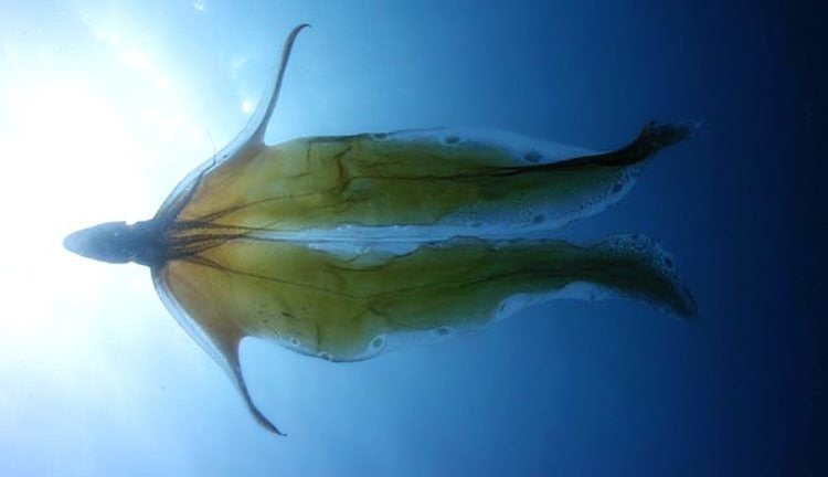 Một con bạch tuộc chăn ở dưới đại dương. Ảnh Printerest