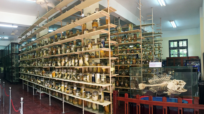 Viện Hải dương học đóng tại TP Nha Trang ( Khánh Hòa) hiện là nơi lưu trữ bộ mẫu sinh vật biển lớn nhất Việt Nam. Ảnh: VNIO