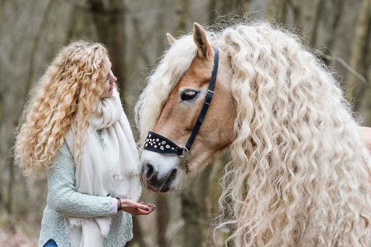 Chiêm ngưỡng vẻ đẹp của chú ngựa được mệnh danh "công chúa tóc mây"