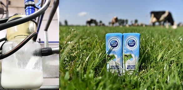 (Sữa tươi Cô Gái Hà Lan an toàn từ sự kiểm soát chặt chẽ nguồn sữa tươi nguyên liệu)